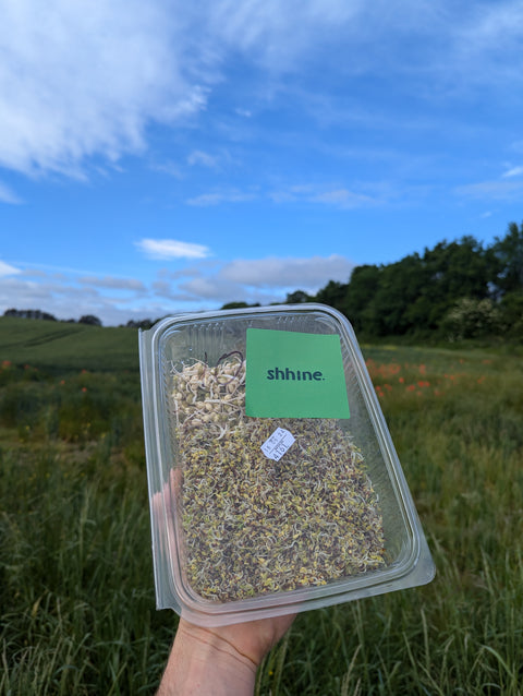 Sprouted Mung Beans & Broccoli Sprouts Delivery - Sold Out