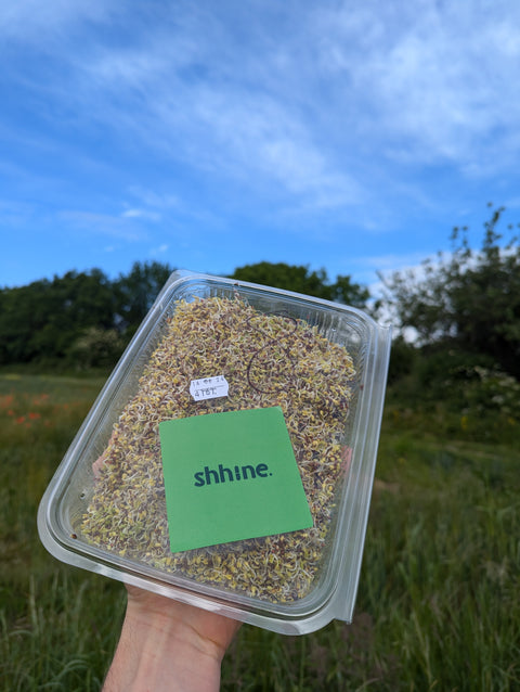 Broccoli Sprouts Delivery - SOLD OUT