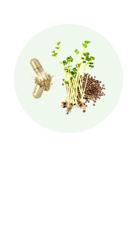 Daily Broccoli Sprouts Capsules