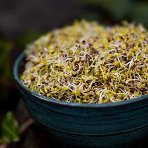 Broccoli Sprouts Delivery: anti-aging & disease-fighting