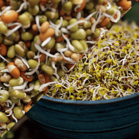 [Combo] Sprouted Mung Beans & Broccoli Sprouts Delivery